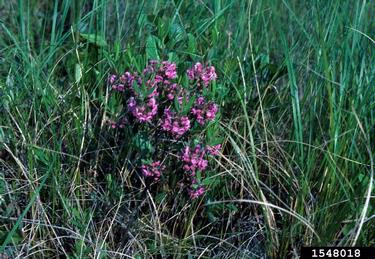 bog laurel, Kalmia polifolia  (Ericales: Ericaceae) - 1548018