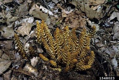 American squawroot, Conopholis americana  (Scrophulariales: Orobanchaceae) - 1548023