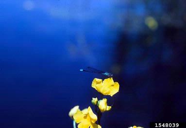 floating bladderwort, Utricularia inflata  (Scrophulariales: Lentibulariaceae) - 1548039