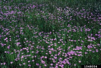 marsh rose gentian, Sabatia dodecandra  (Gentianales: Gentianaceae) - 1548054