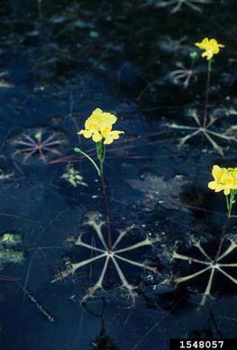 floating bladderwort, Utricularia inflata  (Scrophulariales: Lentibulariaceae) - 1548057