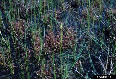 sundews, Drosera spp.  (Nephenthales: Droseraceae) - 1548064