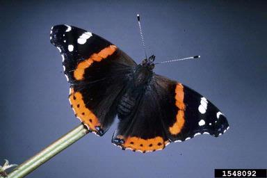 red admiral, Vanessa atalanta  (Lepidoptera: Nymphalidae) - 1548092