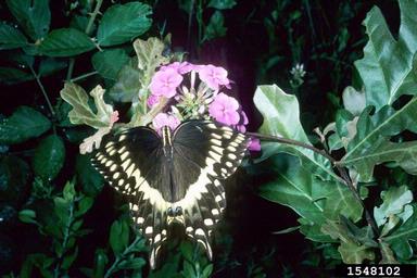 Palmedes swallowtail, Papilio palamedes  (Lepidoptera: Papilionidae) - 1548102