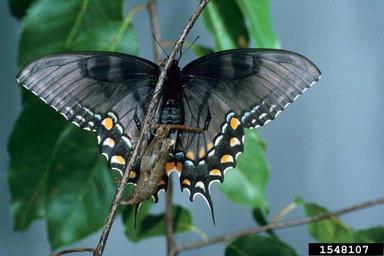 eastern tiger swallowtail, Papilio glaucus  (Lepidoptera: Papilionidae) - 1548107