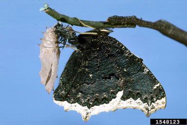 mourning cloak butterfly, Nymphalis antiopa  (Lepidoptera: Nymphalidae) - 1548123