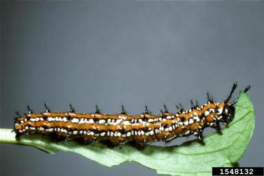 variegated fritillary, Euptoieta claudia  (Lepidoptera: Nymphalidae) - 1548132