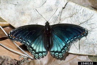red spotted purple, Limenitis arthemis astyanax (Lepidoptera: Nymphalidae) - 1548152