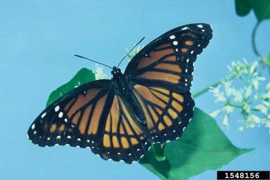 viceroy, Limenitis archippus  (Lepidoptera: Nymphalidae) - 1548156