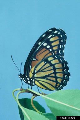 viceroy, Limenitis archippus  (Lepidoptera: Nymphalidae) - 1548157