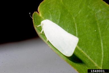 planthopper,    (Hemiptera: Acanaloniidae) - 1549001
