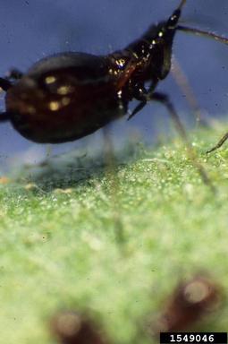 chrysanthemum aphid (Macrosiphoniella sanborni ) on chrysanthemum (Chrysanthemum spp. ) - 1549046
