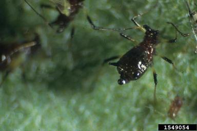 chrysanthemum aphid, Macrosiphoniella sanborni  (Hemiptera: Aphididae) - 1549054