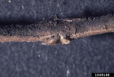 crapemyrtle aphid, Sarucallis kahawaluokalani  (Hemiptera: Aphididae) - 1549148