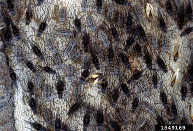 giant bark aphid, Longistigma caryae  (Hemiptera: Aphididae) - 1549169