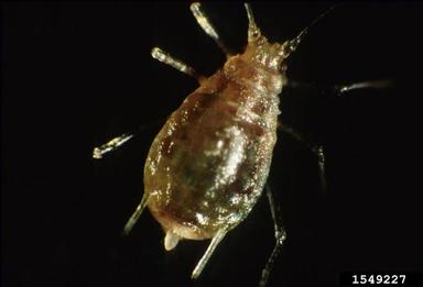 green peach aphid, Myzus persicae  (Hemiptera: Aphididae) - 1549227
