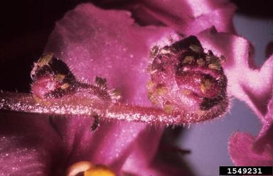 green peach aphid, Myzus persicae  (Hemiptera: Aphididae) - 1549231