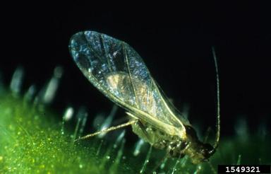 tobacco aphid, Myzus nicotianae  (Hemiptera: Aphididae) - 1549321
