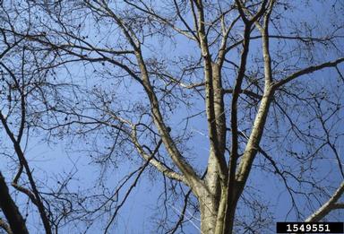 gouty oak gall, Callirhytis quercuspunctata  (Hymenoptera: Cynipidae) - 1549551