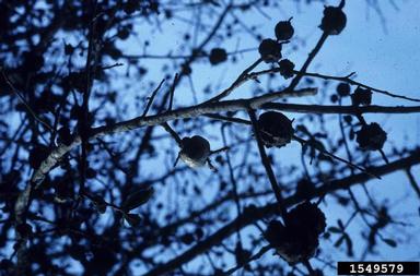 gouty oak gall, Callirhytis quercuspunctata  (Hymenoptera: Cynipidae) - 1549579