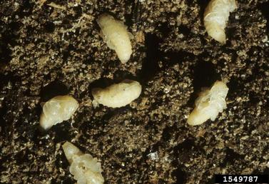 black vine weevil, Otiorhynchus sulcatus  (Coleoptera: Curculionidae) - 1549787