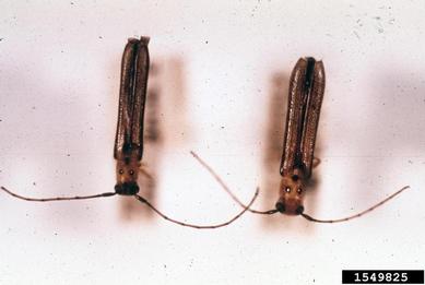 dogwood twig borer, Oberea tripunctata  (Coleoptera: Cerambycidae) - 1549825