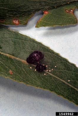 imported willow leaf beetle, Plagiodera versicolora  (Coleoptera: Chrysomelidae) - 1549962