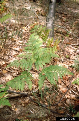 brackenfern, Pteridium aquilinum  (Polypodiales: Dennstaedtiaceae) - 1550005