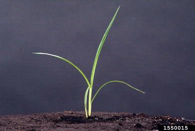 smooth brome, Bromus inermis  (Cyperales: Poaceae) - 1550015