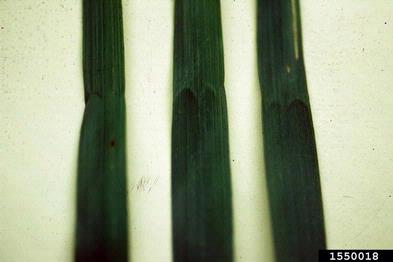 smooth brome, Bromus inermis  (Cyperales: Poaceae) - 1550018