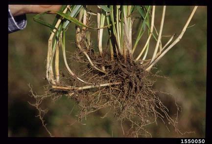 tall fescue, Festuca arundinacea  (Cyperales: Poaceae) - 1550050