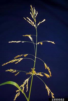 johnsongrass, Sorghum halepense  (Cyperales: Poaceae) - 1550052