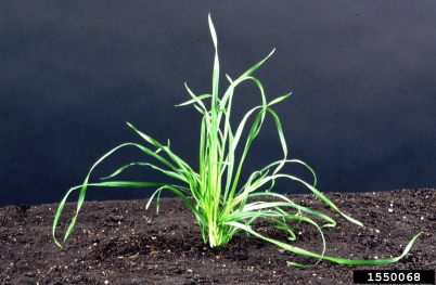 orchardgrass, Dactylis glomerata  (Cyperales: Poaceae) - 1550068