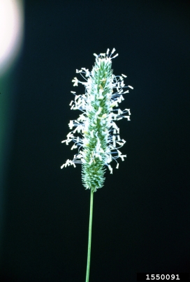 timothy, Phleum pratense  (Cyperales: Poaceae) - 1550091