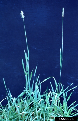 timothy, Phleum pratense  (Cyperales: Poaceae) - 1550093