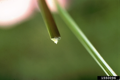 yellow nutsedge, Cyperus esculentus  (Cyperales: Cyperaceae) - 1550096