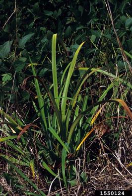 tawny daylily, Hemerocallis fulva  (Liliales: Liliaceae) - 1550124