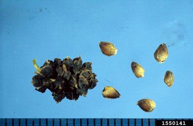 white mulberry, Morus alba  (Urticales: Moraceae) - 1550141