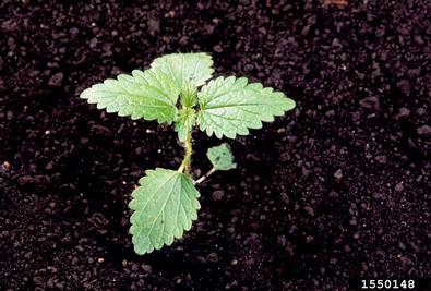 European stinging nettle , Urtica dioica ssp. dioica (Urticales: Urticaceae) - 1550148
