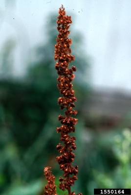 broadleaf dock, Rumex obtusifolius  (Polygonales: Polygonaceae) - 1550164