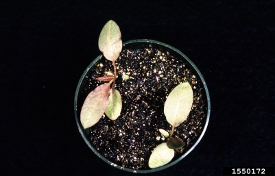 curly dock, Rumex crispus  (Polygonales: Polygonaceae) - 1550172