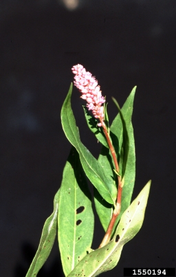 swamp smartweed, Persicaria hydropiperoides  (Polygonales: Polygonaceae) - 1550194