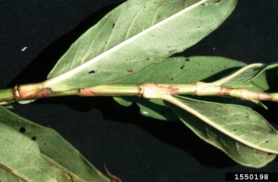 swamp smartweed, Persicaria hydropiperoides  (Polygonales: Polygonaceae) - 1550198