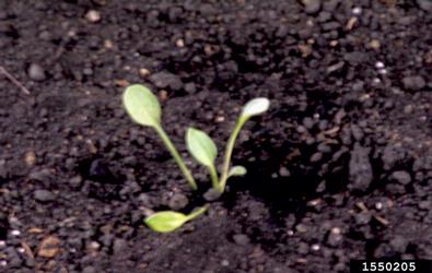 red sorrel, Rumex acetosella  (Polygonales: Polygonaceae) - 1550205