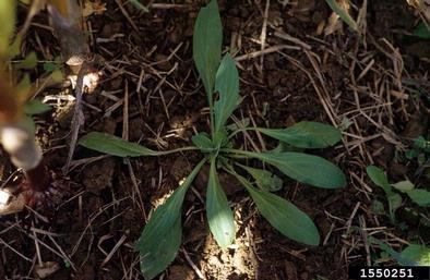 bladder campion, Silene latifolia ssp. alba (Caryophyllales: Caryophyllaceae) - 1550251