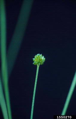 creeping buttercup, Ranunculus repens  (Ranunculales: Ranunculaceae) - 1550270