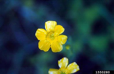 tall buttercup, Ranunculus acris  (Ranunculales: Ranunculaceae) - 1550280