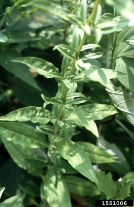 bouncingbet, Saponaria officinalis  (Caryophyllales: Caryophyllaceae) - 1551006