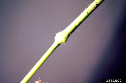smooth brome, Bromus inermis  (Cyperales: Poaceae) - 1551007