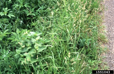 wild four-o'clock, Mirabilis nyctaginea  (Caryophyllales: Nyctaginaceae) - 1551043